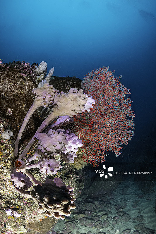 杰维斯湾海洋公园的软珊瑚和海扇图片素材