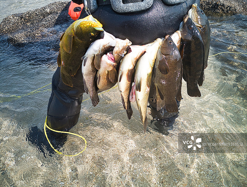 潜水员将捕获物带到岸边图片素材