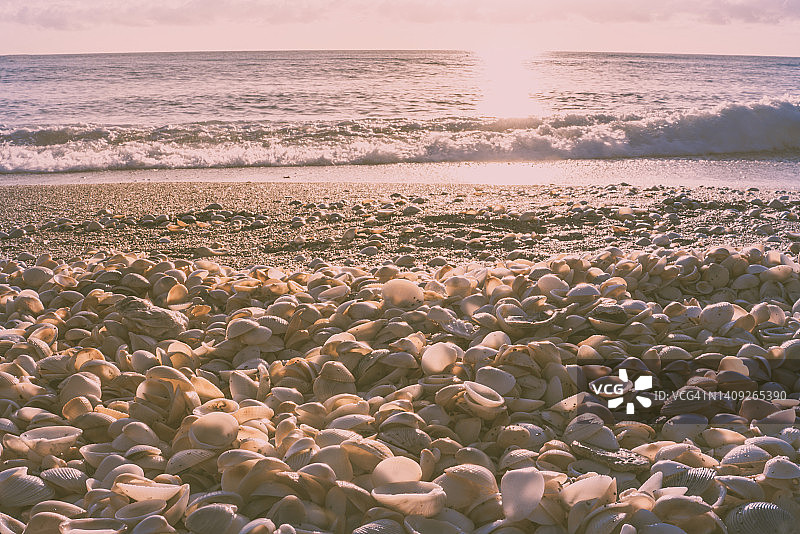 海滩上的贝壳图片素材