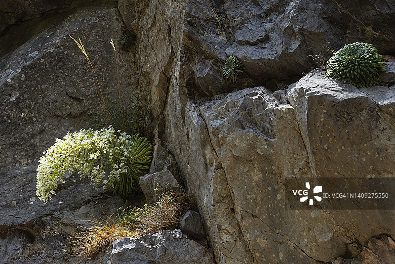 长叶虎耳草图片素材