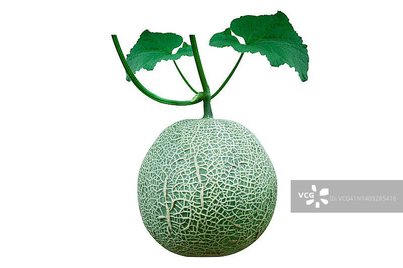 生长中的新鲜甜瓜或哈密瓜图片素材
