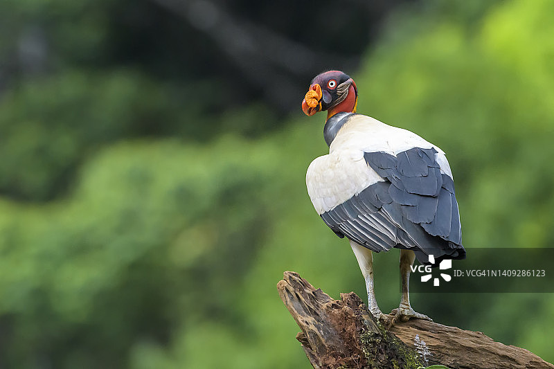 国王秃鹫图片素材