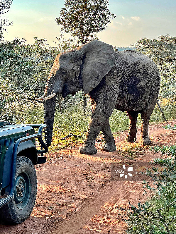 照片拍摄中路上的野生大象图片素材
