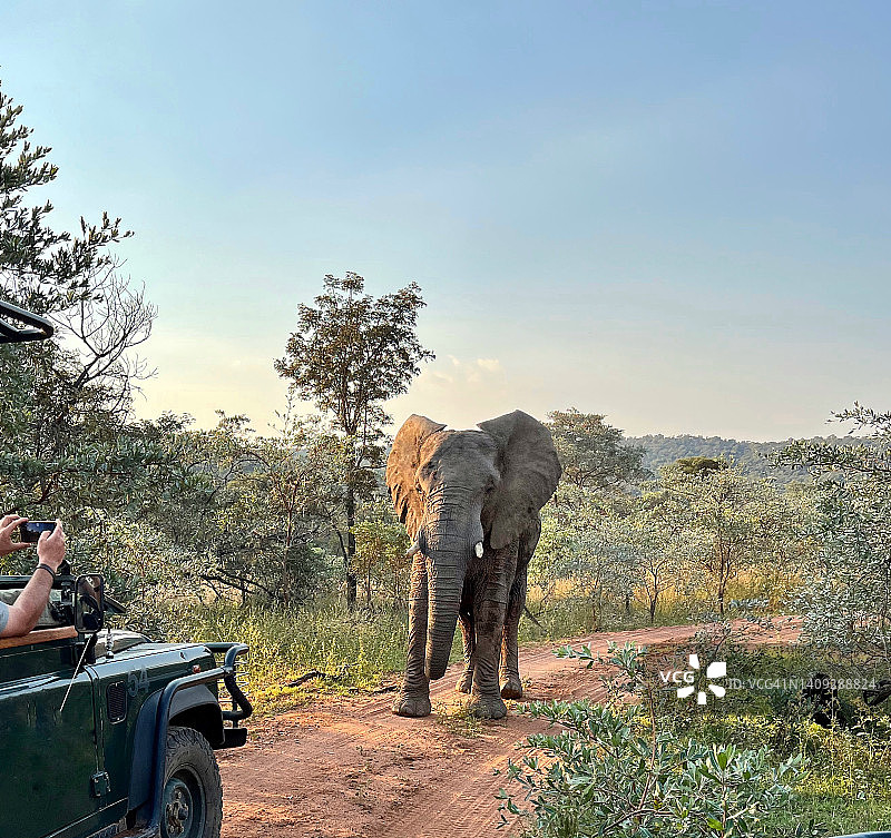 用手机拍摄野象图片素材
