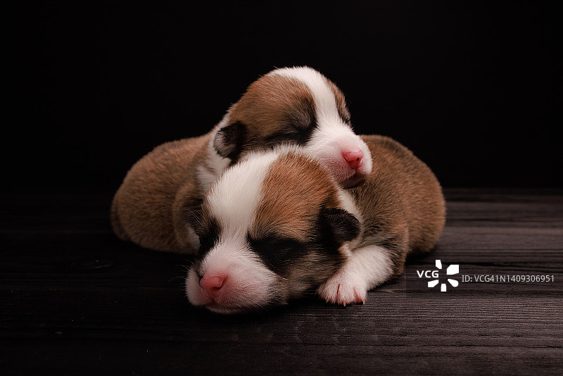 演播室里的新生柯基犬图片素材