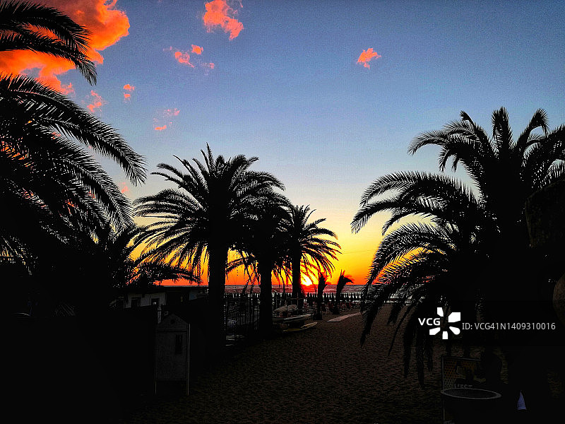 夕阳下的棕榈树图片素材