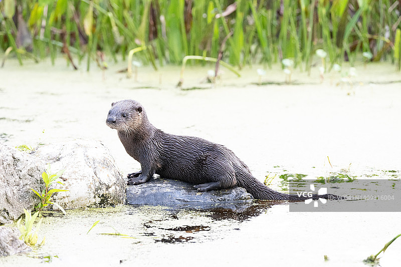 北美水獭幼崽图片素材