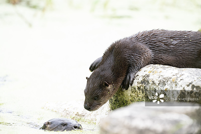 北美河獭幼崽和母獭图片素材