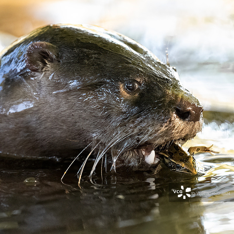 北美水獭与豹蛙图片素材
