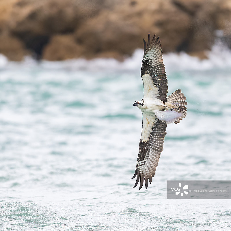 抓着比目鱼的鹗图片素材