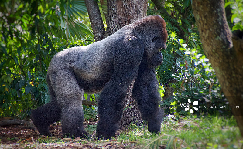 银背大猩猩全身照图片素材