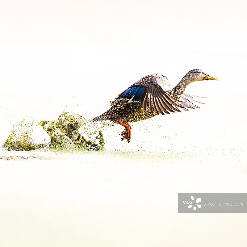 杂色鸭子起飞瞬间图片素材