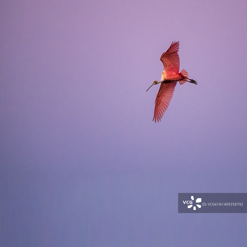 日落时的琵鹭图片素材