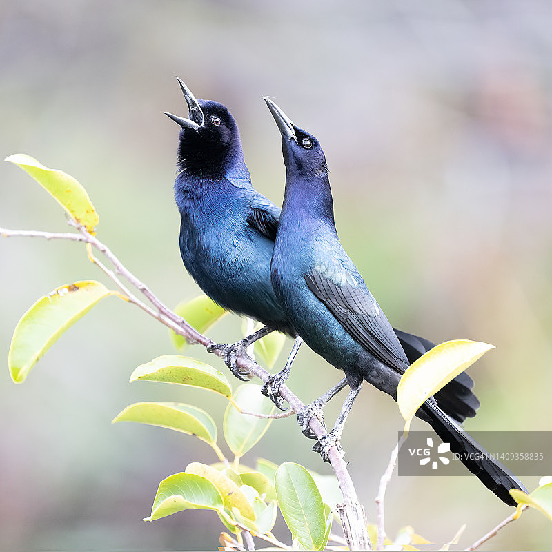 船尾 grackle 争端图片素材