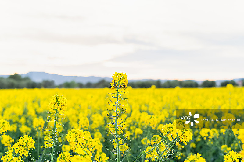 日落时油菜田的迷人景色，美丽的油菜花盛开的农田图片素材