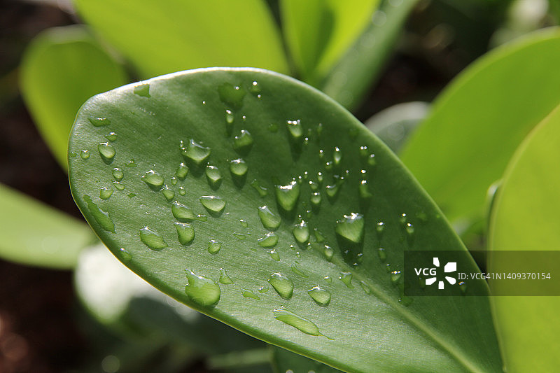 水滴在绿叶上图片素材