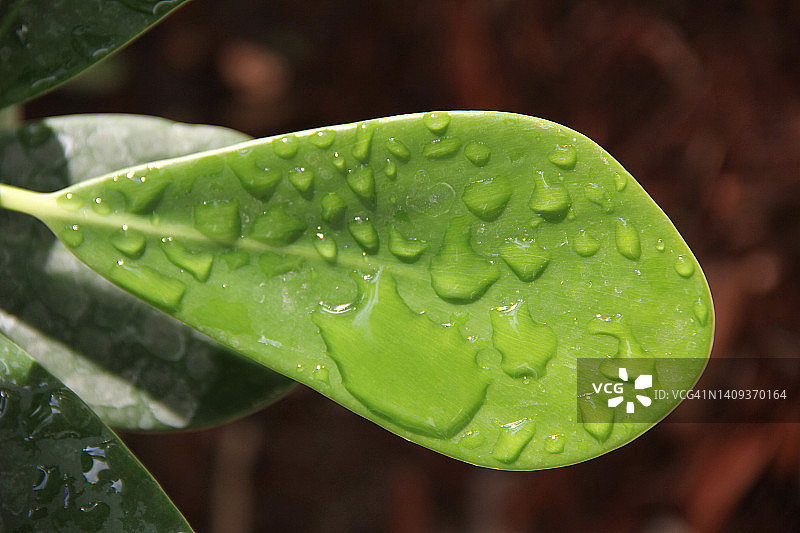 水滴在绿叶上图片素材