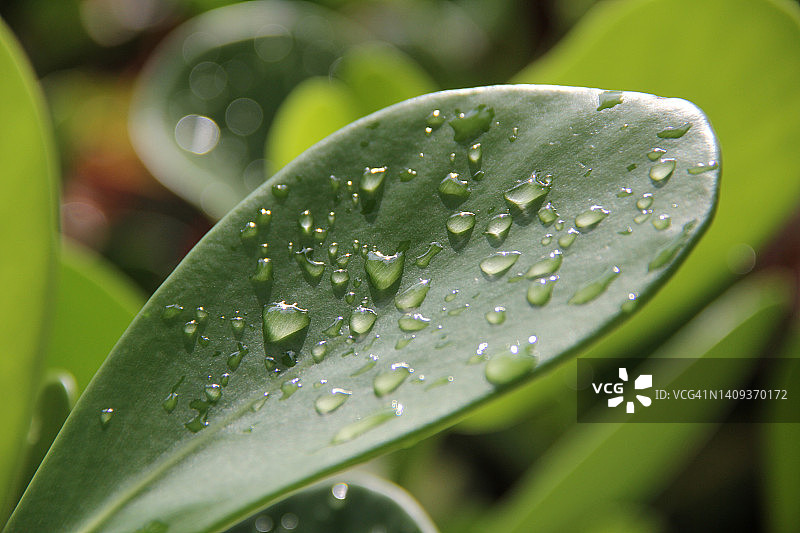 树叶上的水滴图片素材