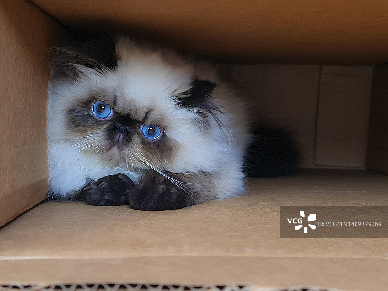 纸箱里的猫咪肖像图片素材