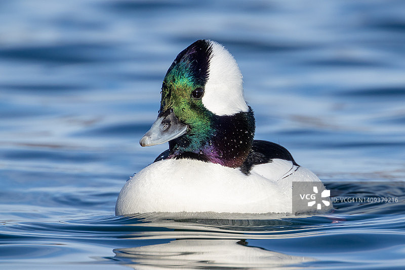 雄性小绒球鸭图片素材