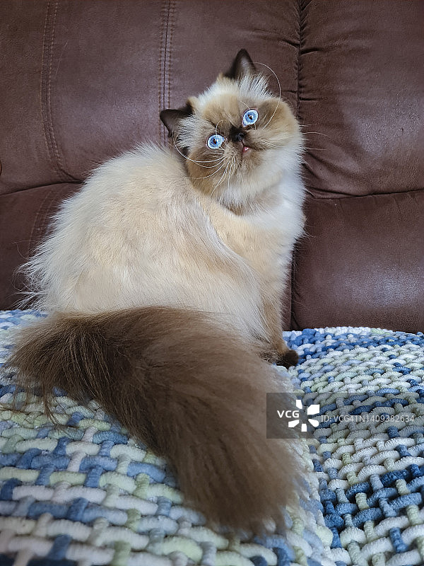 蓝眼睛海豹重点色喜马拉雅猫图片素材