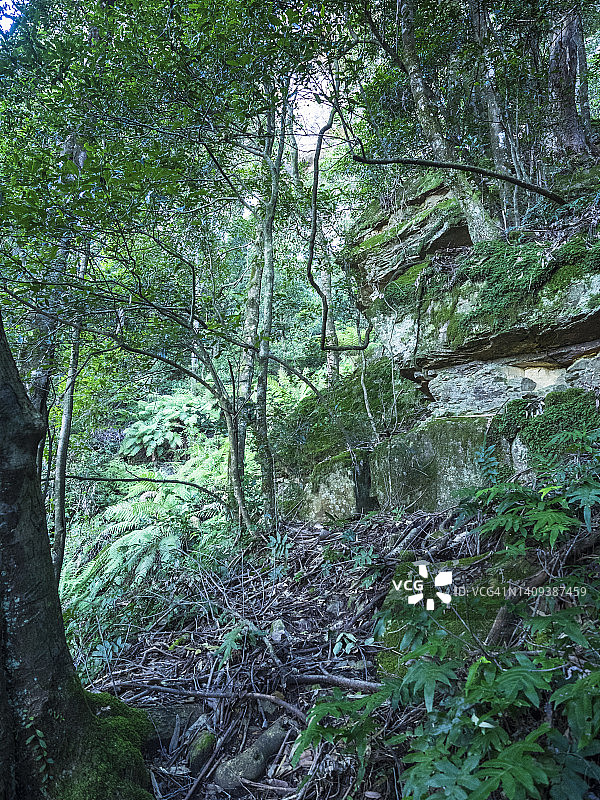 蓝山温带雨林图片素材