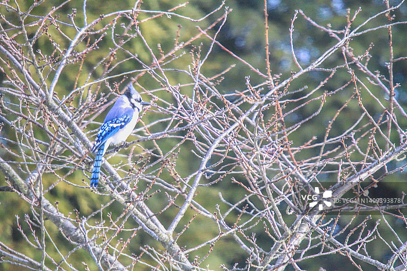 冬季树上的蓝松鸦图片素材