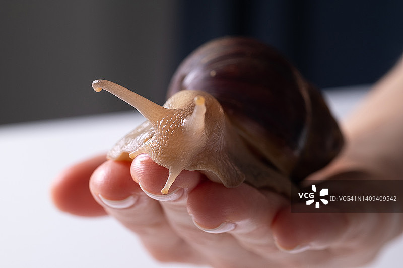白色背景下手持非洲大蜗牛的女人图片素材