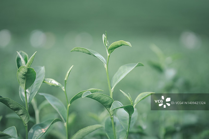 种植绿茶叶图片素材