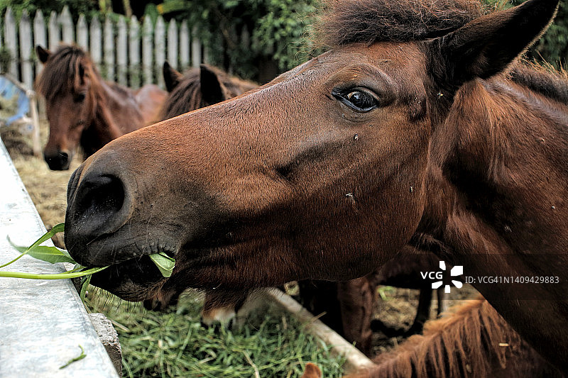 马在农场的槽中进食图片素材