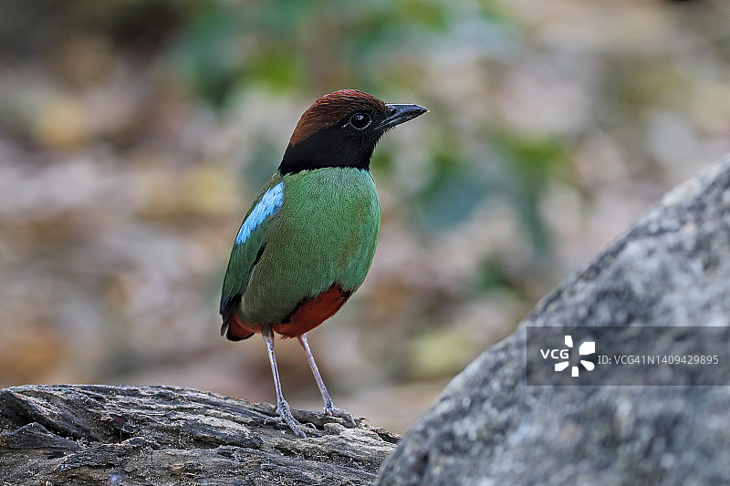 栖息在树上的泰国美丽的斑绿林鹟图片素材
