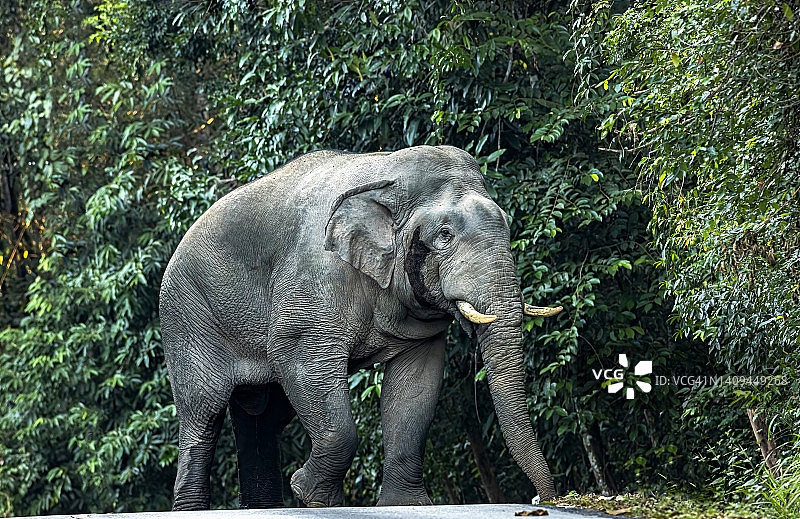 大亚洲象图片素材