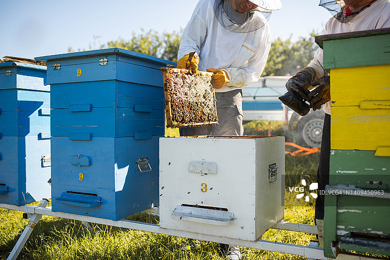养蜂人拿着蜂巢框，一同使用烟雾器图片素材