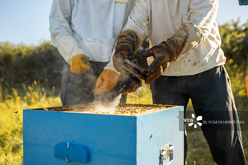 养蜂人拿着蜂巢框，一同使用烟雾器图片素材