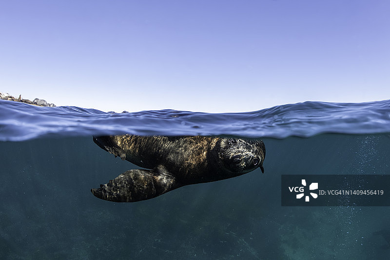 幼年澳大利亚海狗图片素材