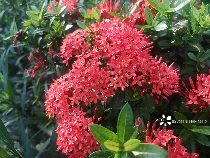 红色龙船花在绿色树丛中绽放图片素材