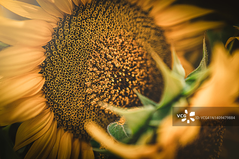 巨型向日葵特写图片素材