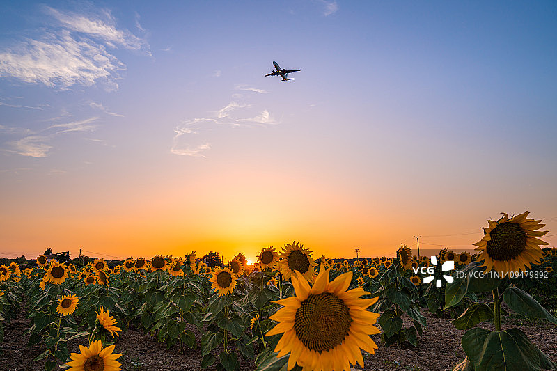 美丽的日落时分的向日葵田图片素材