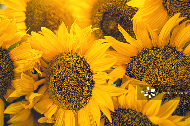巨型向日葵特写图片素材