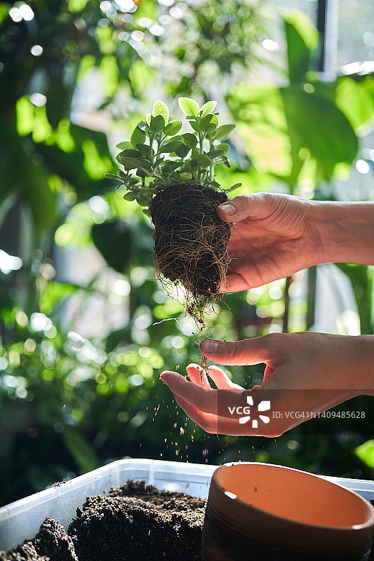 一位年轻女子将花移植到赤陶盆中。手中拿着带着泥土和根的花。图片素材