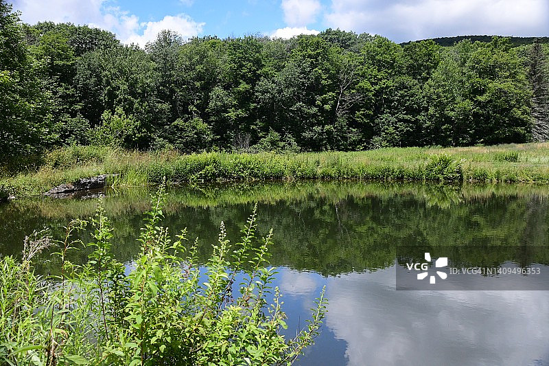 池塘与植被图片素材