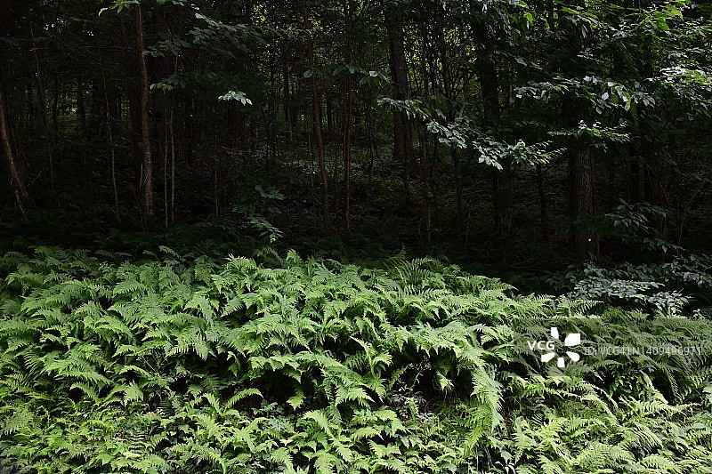 卡茨基尔山脉的蕨类植物图片素材