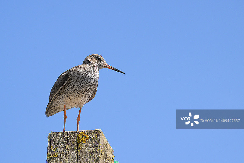 红脚鹬（Tringa totanus）图片素材