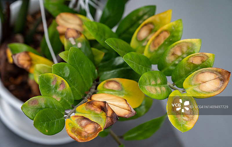 患有叶枯病的观赏性室内植物图片素材