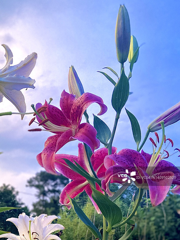 盛开的粉色和白色百合花图片素材