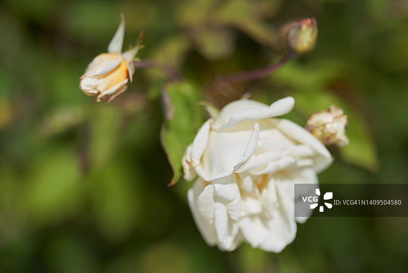 希灵顿女士玫瑰图片素材