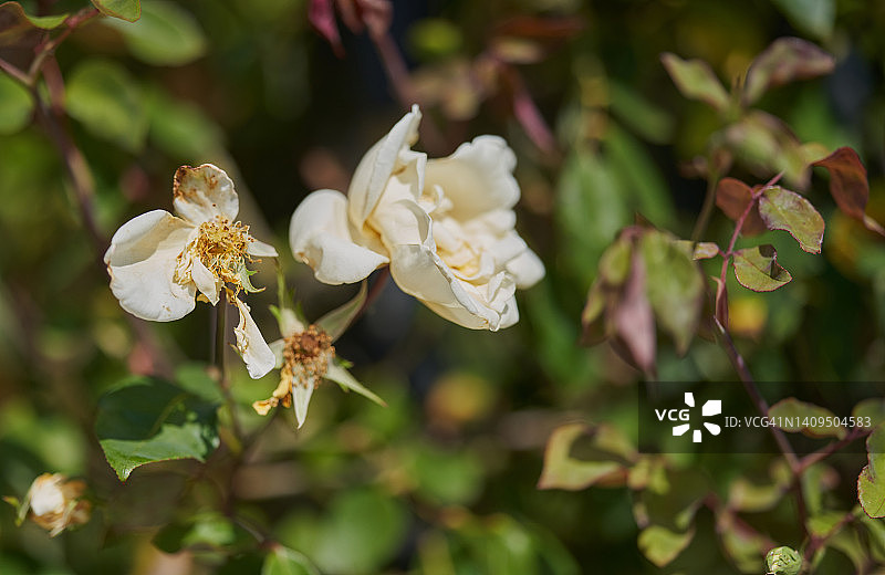 希灵顿女士玫瑰图片素材