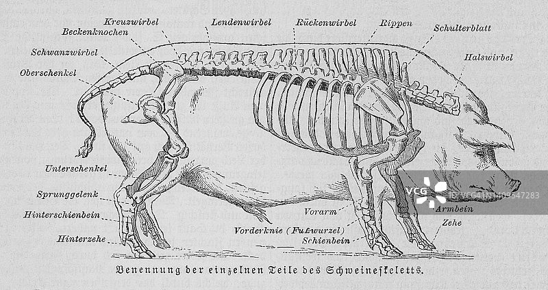 猪的骨骼老旧雕刻插图图片素材