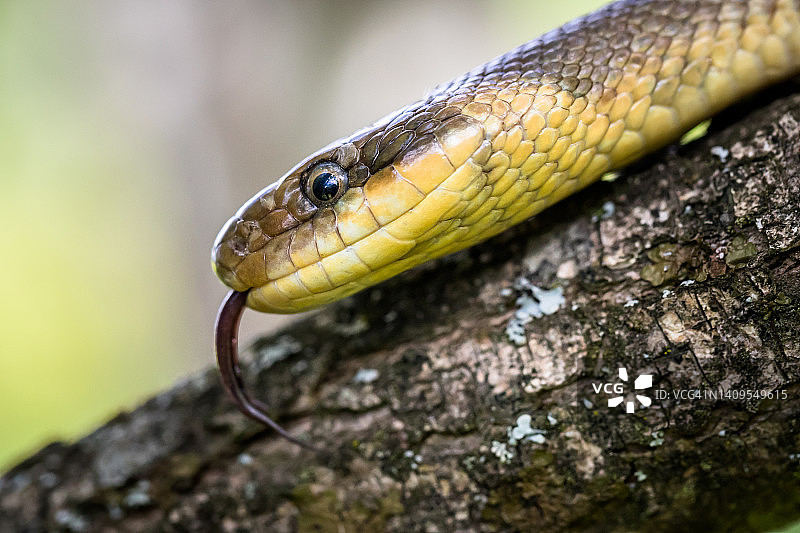 埃斯库拉普蛇图片素材