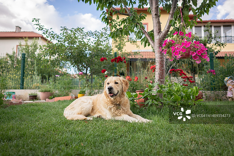 金毛猎犬坐在前院或后院的草地上图片素材